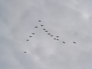 Geese 1