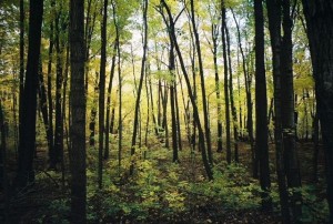 Sunlight in understory 437713-R1-039-18_017